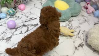 トイプードルの動画01