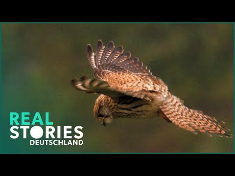 Faszination Erde: Wildnis im Herzen Europas | Dokumentation