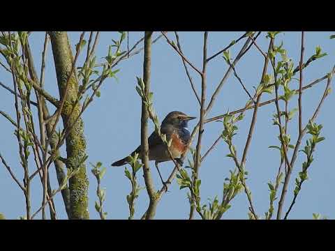 Blaukehlchen 08 04 17