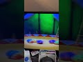 Sesame Street 6 Circus Balls
