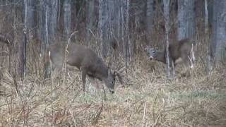 preview picture of video 'Green Lake Big Buck'