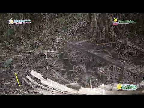 Especies identificadas en la Reserva Natural Llanos de Limbaika, en Prinzapolka, Caribe Norte.