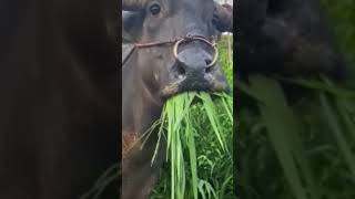 OLHA O BOI AÍ 🐂 #memes #tentenaorir