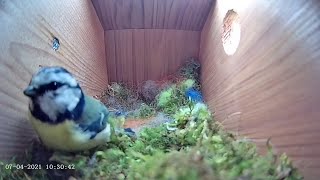 Download Lagu 7th April 2021 - Blue tit nest box live camera highlights Thumbnail