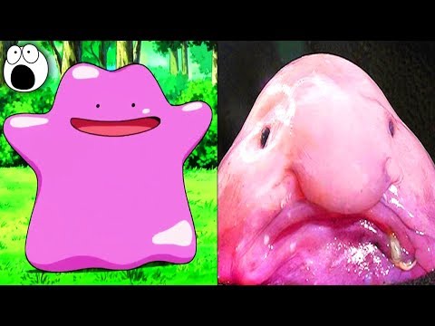 Top 20 Pokemon That Exist in Real Life