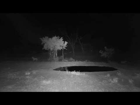 Djuma: Four Hyenas return and Impalas quickly scatter - 19:26 - 12/13/19