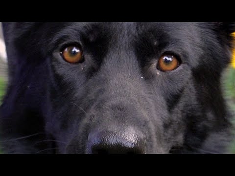 Most gorgeous German Shepherd service dog EVER