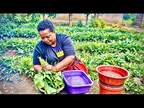 🇿🇼I cooked pumkin leaves the traditional way