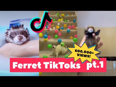 Les furets s'emparent du net