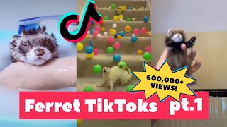 Les furets s'emparent du net