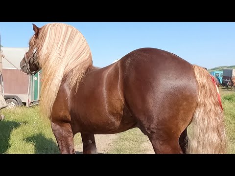 Târg expozițional de cai Ceanu Mare-Cluj 15 Iulie 2023