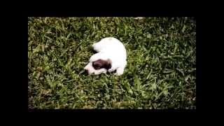 Wishbone photo album (Northside - Wishful thinking)