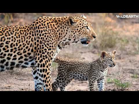 Roar & soar safari - SafariLIVE Sunrise - 20 February 2026