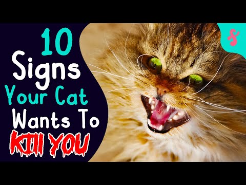 😾🔪10 Signs your Cat wants to KILL YOU | Furry Feline Facts 🩸