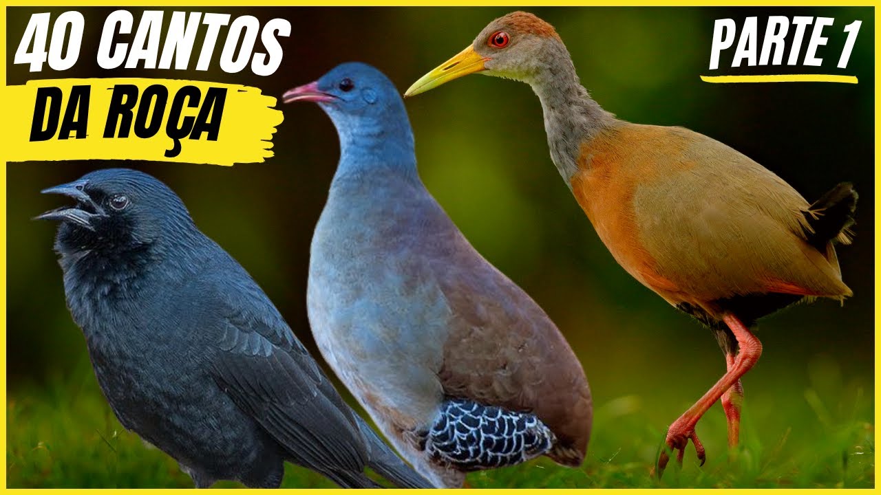 40 Cantos De Aves Que "TRAZEM RECORDAÇÕES e SAUDADES" Da ROÇA!