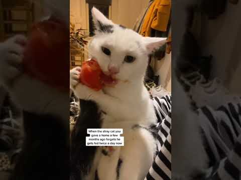 the cat who eats tomatoes - YouTube