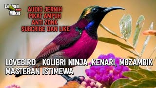 Download lagu suara pikat burung konin kolibri ampuh tanpa iklan audio jernih mp3