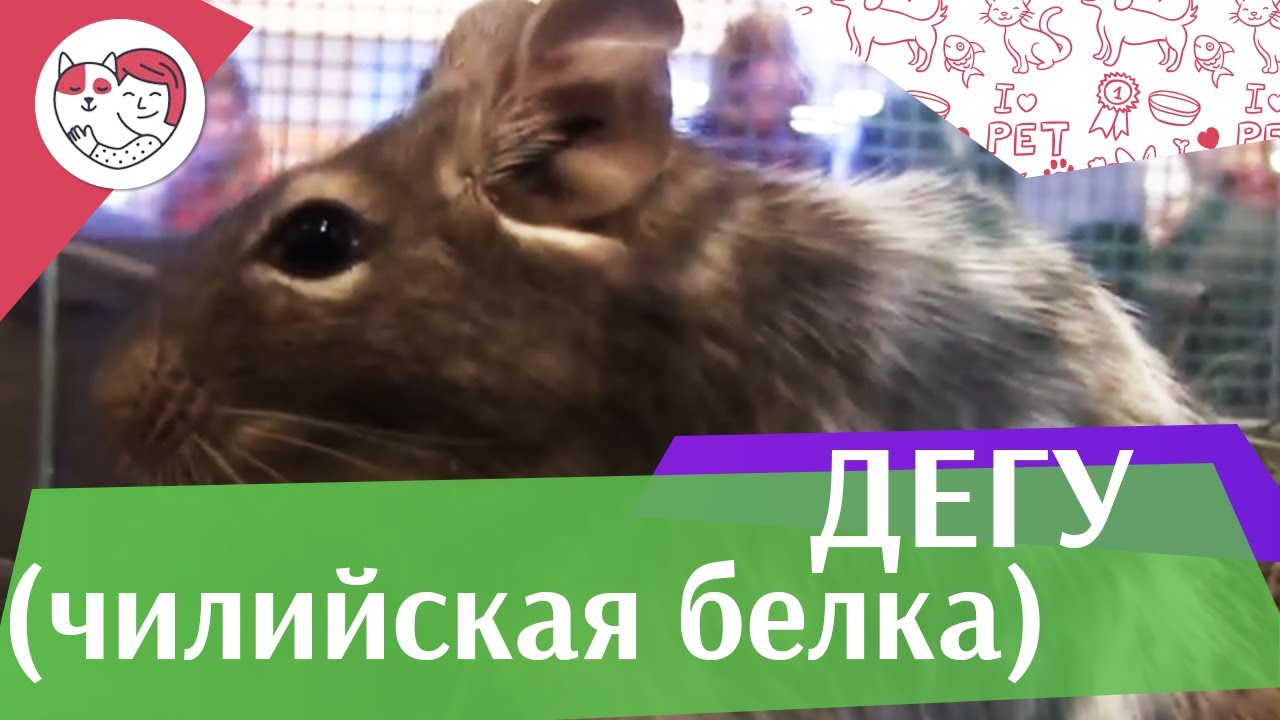 Дегу или чилийская белка Покупка на ilikepet
