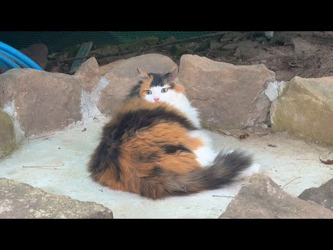 합사를 시작한지 7개월째인데 고양이들이 변했습니다.