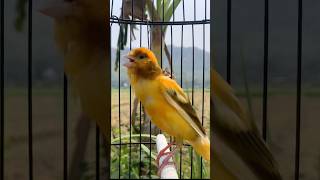Download lagu Kenari gacor emosi #kenari #kenarigacor #canary #canarias #canario #birds #shorts #shorts mp3