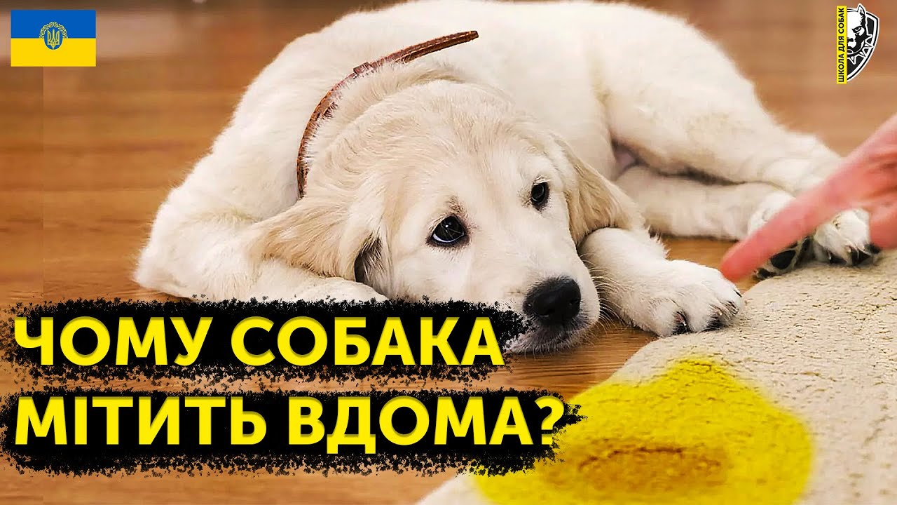 YouTube video preview