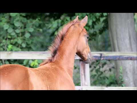 Hengstfohlen von Fürst Jazz - Dancier - Lauries Crusador xx