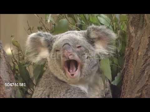 The Cheetah King Part 15: Red and Krebbs Wax Philosophical