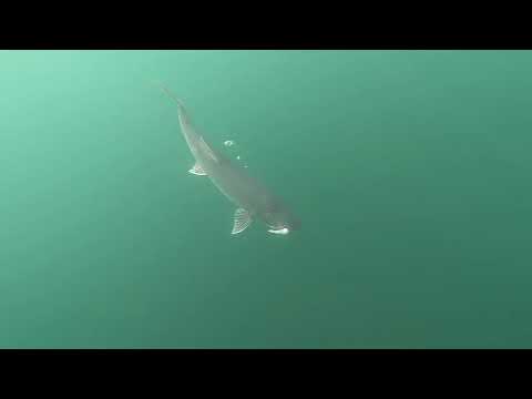 Fish’N The Arctic Season 2 - Ep.4 - Trailer