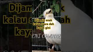Download lagu Jalak Putih SUPER SUPER GACOR mp3