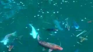 *The Fiery Furnaces &quot;Ex-Guru&quot; Music Video From &quot;Widow City&quot;*