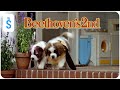 Beethoven S 2nd 1993 Scene No No No No