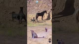 Download lagu AMAZING!! PERTARUNGAN SENGIT KUDA DAN MACAN #animals #shorts mp3