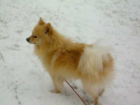 Bubby love the snow and sit watch lol