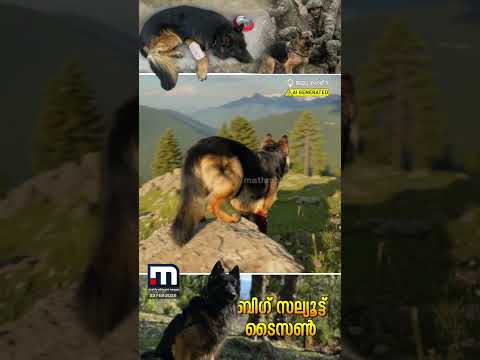 കാലിൽ വെടിയുണ്ട തുളഞ്ഞുകയറിയിട്ടും തളർന്നില്ല; സൈന്യത്തിനും രാജ്യത്തിനും അഭിമാനമായി ടൈസൺ | Tison