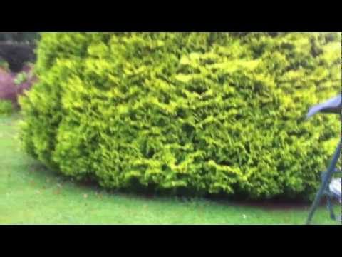 Skirtlifting a large conifer 1