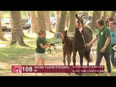 Sprinter Sacré Show 2021 : Lot 108 - N.21 Fine Fleur D'Alene