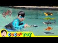 Catching Sharks And Whales In The Swimming Poolㅣsea Animals Quiz Sea Animals NameㅣCoCosToy