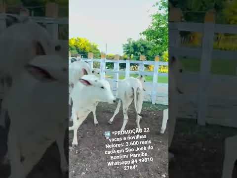 22 vacas e novilhas Nelores:3.600 reais cada em São José do Bonfim/Paraíba. ZAP 84 99810 2784.#gado