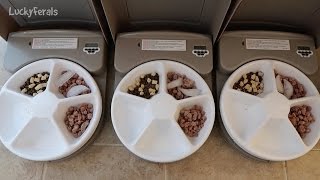 Petsafe 5 Meal Automatic Pet Feeder Product Review - Automatic Cat Food Feeder