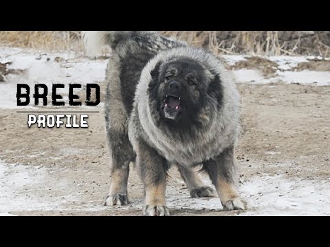 WOLF KILLER: Russian Prison Dog - The Caucasian Shepherd Dog. ALL WE KNOW ABOUT