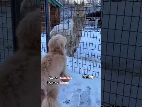 Dog rates other animals! #animals #goldendoodle #ratings