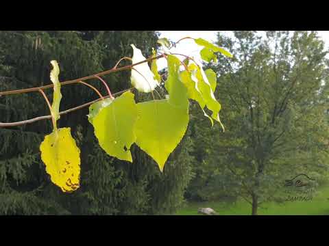 Populus × canadensis 'Serotina Aurea' topol kanadský (P.  deltoides x P. nigra)