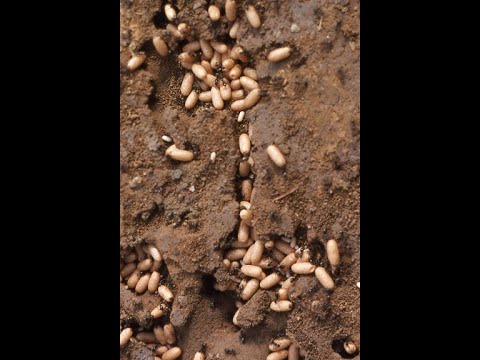 Wermut gegen Ameisen