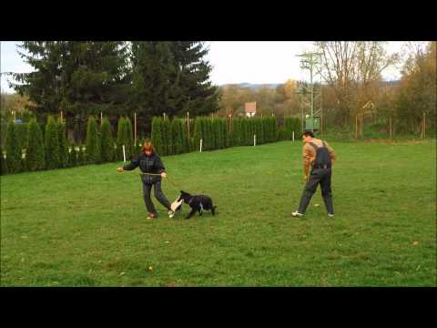 Grace z Jukasu Výcvikový víkend Hranice obrana s Michalem Řehořem