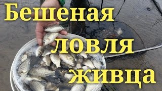 Как поймать малька для наживки в октябре