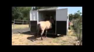 Trailer Loading, how to load your horse into a slant load with Mike Hughes, Auburn California
