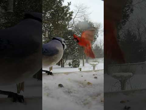 Blue jay vs Cardinal. 💥🤺 #birds #bluejays #cardinals #asmr