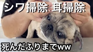 【爆笑】死んだふりする愛犬ww 硬直して耳洗浄に耐える姿が健気過ぎた | PUG Ear Cleaning 【パグ 炭鈴】