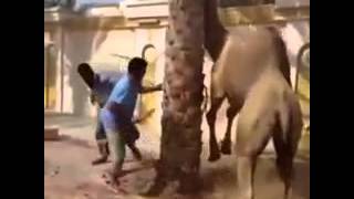 980 Gambar Memotong Hewan Kurban Lucu Gratis Terbaik