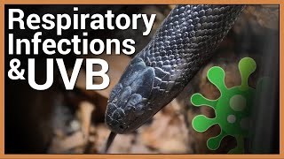 The Importance Of UVB In Preventing Snake Respiratory Infections